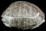 Fossil Tortoise (Stylemys) From Nebraska - Very Inflated #51317-2